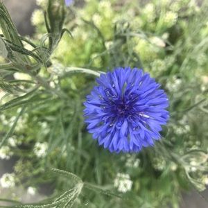 Meet your Posher, Elly